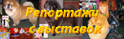 Репортажи с выставок