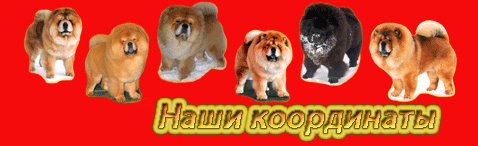 Чау-чау Наталии Зайцевой